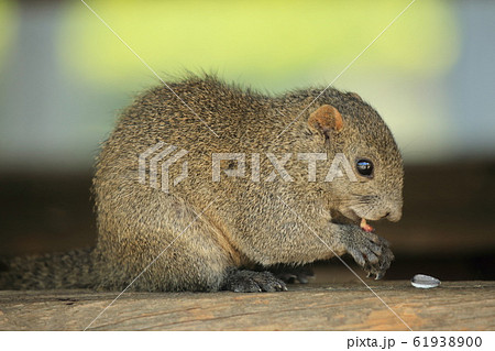 食事中のりす 61938900