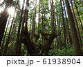 株杉の森 61938904
