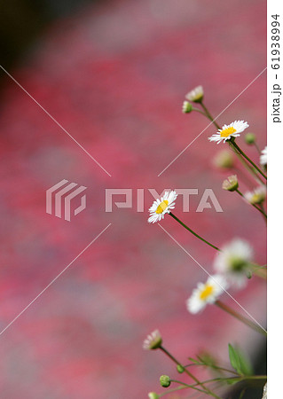 鯉幟が泳ぐ川　瀬戸川 61938994