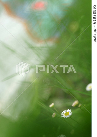 鯉幟が泳ぐ川 瀬戸川 鯉幟が泳ぐ川 瀬戸川 61938995