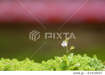 鯉幟が泳ぐ川　瀬戸川 61939007
