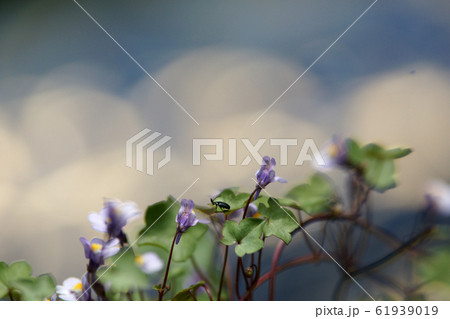 鯉幟が泳ぐ川　瀬戸川 61939019