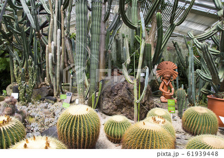 東山動植物園のサボテン 61939448