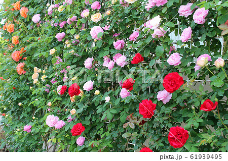 満開の薔薇 満開の薔薇 61939495