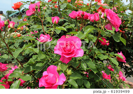 満開の薔薇 61939499