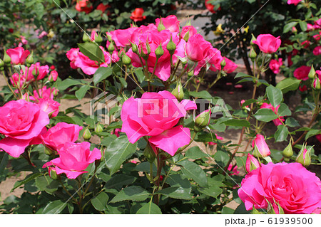 満開の薔薇 61939500