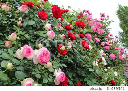 満開の薔薇 満開の薔薇 61939501