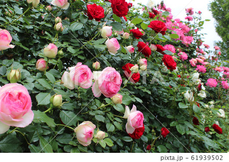 満開の薔薇　 61939502