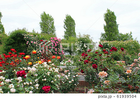 満開の薔薇 61939504