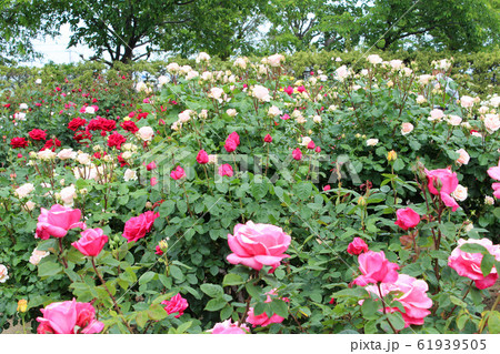満開の薔薇 満開の薔薇 61939505