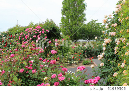 満開の薔薇 61939506