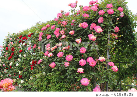 満開の薔薇 満開の薔薇 61939508