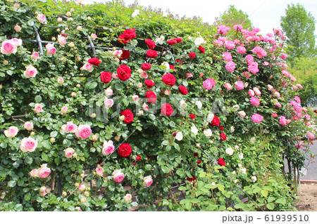 満開の薔薇 満開の薔薇 61939510