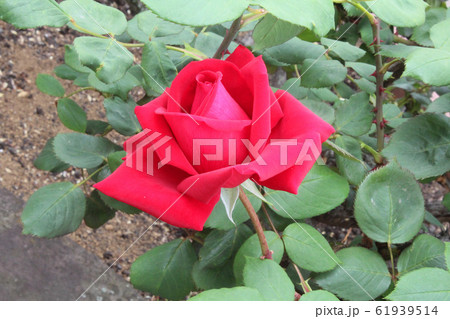 満開の薔薇 クリスチャン・ディオール 満開の薔薇 クリスチャン・ディオール 61939514