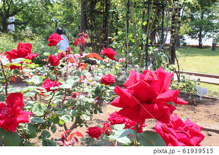 満開の薔薇　クリスチャン・ディオール 61939515