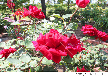 満開の薔薇 クリスチャン・ディオール 満開の薔薇 クリスチャン・ディオール 61939516