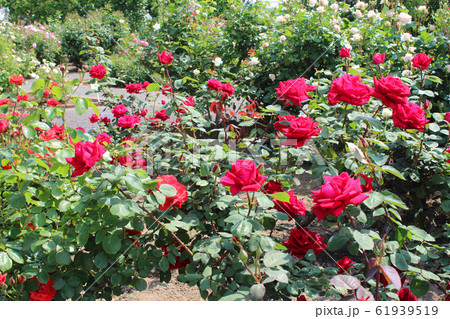 満開の薔薇 満開の薔薇 61939519