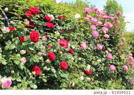 満開の薔薇 満開の薔薇 61939521