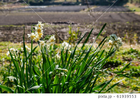 水仙の群落 61939553