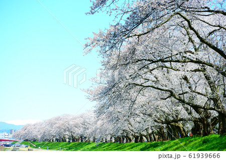 桜満開(福井・足羽川堤防) 桜満開(福井・足羽川堤防) 61939666