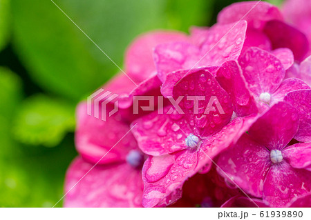 梅雨イメージ_アジサイ 梅雨イメージ_アジサイ 61939890