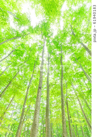 新潟_美人林の新緑 61940183