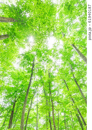 新潟 美人林の新緑の写真素材
