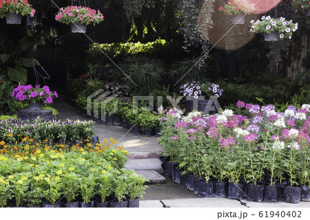 Market for sale plant in pots Market for sale plant in pots 61940402