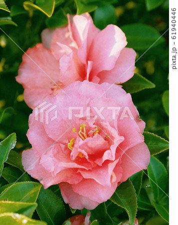 美しいサザンカ(山茶花)(自然質感) 美しいサザンカ(山茶花)(自然質感) 61940446