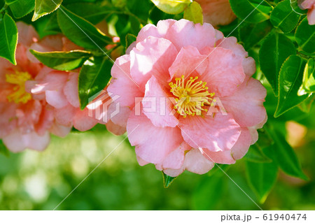 美しいサザンカ(山茶花)(自然質感) 美しいサザンカ(山茶花)(自然質感) 61940474