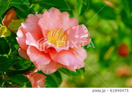 美しいサザンカ(山茶花)(自然質感) 美しいサザンカ(山茶花)(自然質感) 61940475