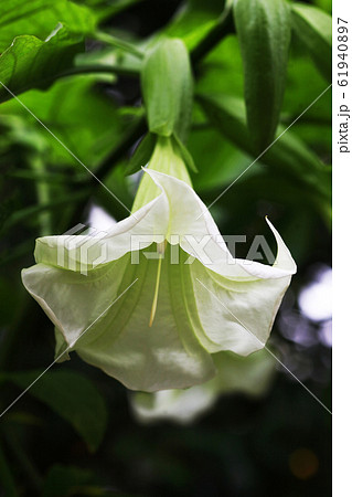 エンゼルストランペット　純白の花 61940897