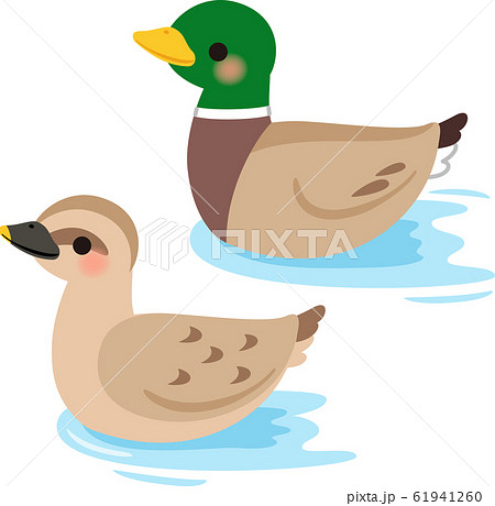 水面を泳ぐ雌と雄の鴨 のイラスト素材