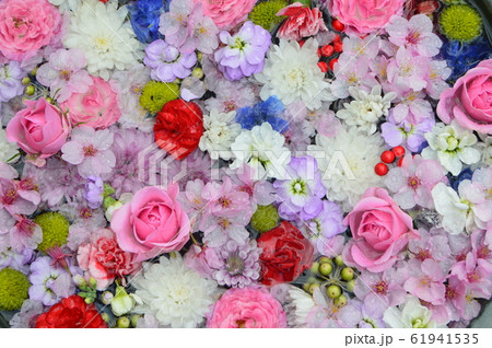水に浮かんだ花びら(花手水)(栖足寺(せいそくじ)/静岡県賀茂郡河津町谷津256) 水に浮かんだ花びら(花手水)(栖足寺(せいそくじ)/静岡県賀茂郡河津町谷津256) 61941535