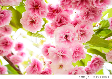 ギョプボトコト 桜 花 61941603