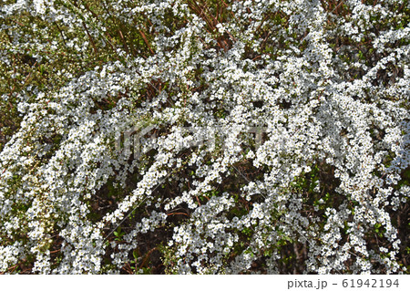 ユキヤナギ（雪柳） 61942194