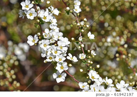 ユキヤナギ（雪柳） 61942197