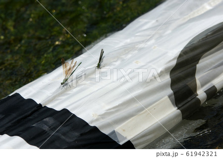 鯉幟が泳ぐ川 瀬戸川 鯉幟が泳ぐ川 瀬戸川 61942321