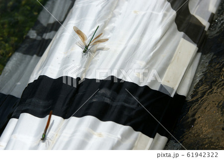 鯉幟が泳ぐ川　瀬戸川 61942322