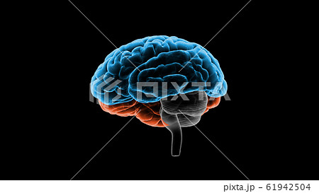 脳 頭脳 ブレイン 頭 あたま ヘッド マインド アイデア 3dイラスト Cgのイラスト素材