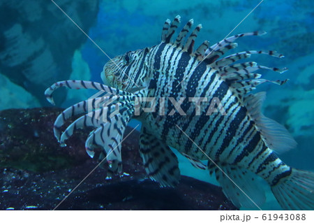 ミノカサゴ(水族館で展示) ミノカサゴ(水族館で展示) 61943088
