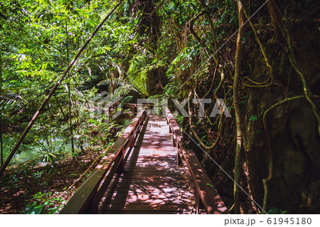 Wooden bridge, nature trail, mangrove forest at Than Bok Thorni Waterfall National Park. nature, Wooden bridge, nature trail, mangrove forest at Than Bok Thorni Waterfall National Park. nature, 61945180