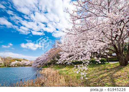 県立 三ツ池公園 61945226