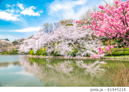県立 三ツ池公園 県立 三ツ池公園 61945228