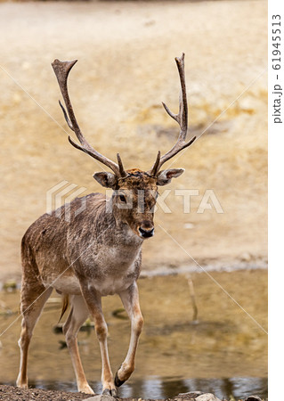 a noble brown deer with large and branchy horns a noble brown deer with large and branchy horns 61945513