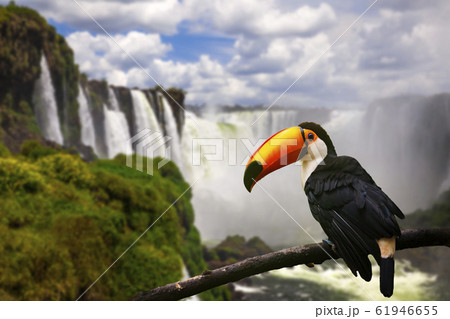 Toucan on the background of Iguazu Falls. Brazil. Traveling South America. 61946655