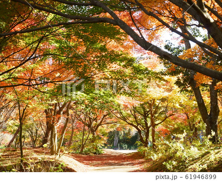 紅葉のトンネル 紅葉のトンネル 61946899