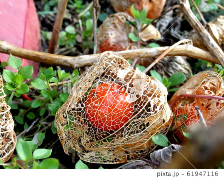 ホオズキの実 61947116