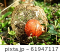 ホオズキの実 61947117