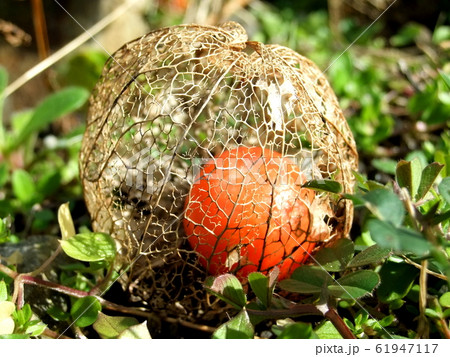 ホオズキの実 61947117